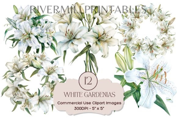 Download White Gardenia Flowers Transparent PNGs - Garden Collection